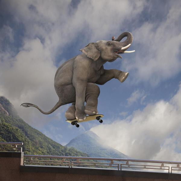 elephant_skateboarding